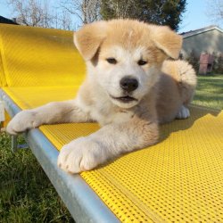 Cuccioli in cerca di casa