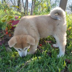 Cuccioli in cerca di casa